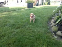 Female #5 Micro chip #1130, a female Golden Retriever for sale in Nappanee, IN – 3 of 4