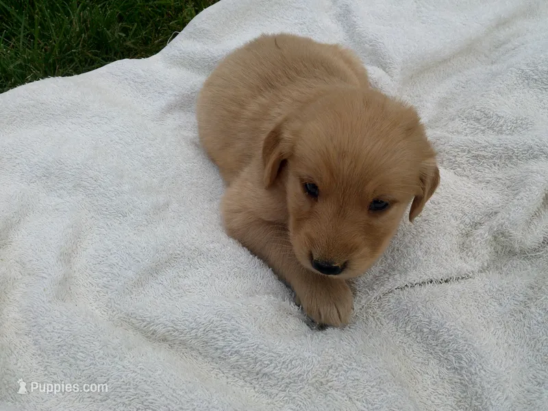 Female #2 – Golden Retriever puppy for sale in Nappanee, IN
