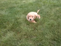 Male # 1 Micro chip #1121, a male Golden Retriever for sale in Nappanee, IN – 2 of 4