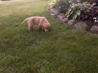 Male #2 Micro chip # 1122, a male Golden Retriever for sale in Nappanee, IN – 3 of 4