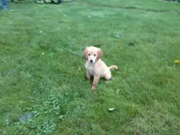 Femail#3 Micro chip #1123, a female Golden Retriever for sale in Nappanee, IN – 2 of 4