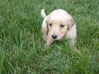 female # 8, a female Golden Retriever for sale in Nappanee, IN – 2 of 3