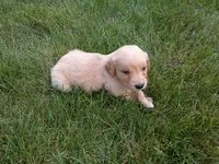 female # 7, a female Golden Retriever for sale in Nappanee, IN – 4 of 4