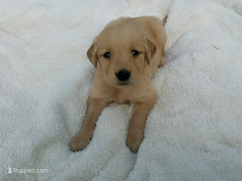 Female # 6 – Golden Retriever puppy for sale in Nappanee, IN