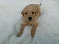 Female # 6, a female Golden Retriever for sale in Nappanee, IN – 1 of 4