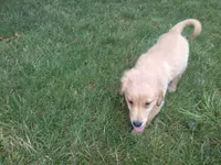 Male #2 Micro chip # 1122, a male Golden Retriever for sale in Nappanee, IN – 2 of 4