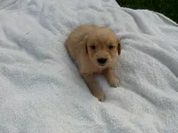 female # 7, a female Golden Retriever for sale in Nappanee, IN – 1 of 4