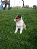 Cloe, a female Shetland Sheepdog for sale in Nappanee, IN – 3 of 5