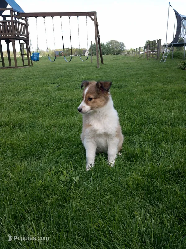 Cloe – Shetland Sheepdog puppy for sale in Nappanee, IN