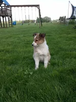 Cloe, a female Shetland Sheepdog for sale in Nappanee, IN – 1 of 5