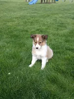 Cloe, a female Shetland Sheepdog for sale in Nappanee, IN – 5 of 5