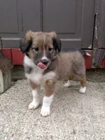 Echo, a female Shetland Sheepdog for sale in Nappanee, IN – Photo 3 of 3