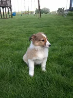 Cloe, a female Shetland Sheepdog for sale in Nappanee, IN – 2 of 5