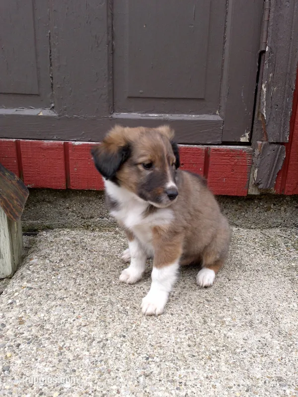 Echo – Shetland Sheepdog puppy for sale in Nappanee, IN