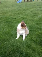 Cloe, a female Shetland Sheepdog for sale in Nappanee, IN – 4 of 5