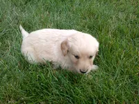 Female #4, a female Golden Retriever for sale in Nappanee, IN – 4 of 4