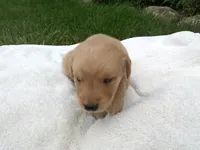 Male # 1, a male Golden Retriever for sale in Nappanee, IN – 1 of 5