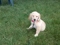 Female #2 Micro chip # 1124, a female Golden Retriever for sale in Nappanee, IN – 3 of 5