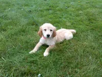 Female #4 Micro chip #1130, a female Golden Retriever for sale in Nappanee, IN – 4 of 4