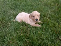Female #5, a female Golden Retriever for sale in Nappanee, IN – 4 of 4