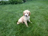 Female #4 Micro chip #1130, a female Golden Retriever for sale in Nappanee, IN – 2 of 4