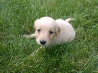 female # 8, a female Golden Retriever for sale in Nappanee, IN – 3 of 3