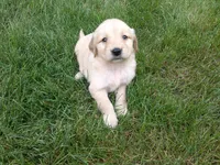 Femail#3, a female Golden Retriever for sale in Nappanee, IN – 2 of 4
