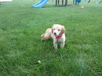 Female #4 Micro chip #1130, a female Golden Retriever for sale in Nappanee, IN – 3 of 4