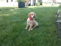 Female #5 Micro chip #1130, a female Golden Retriever for sale in Nappanee, IN – 4 of 4