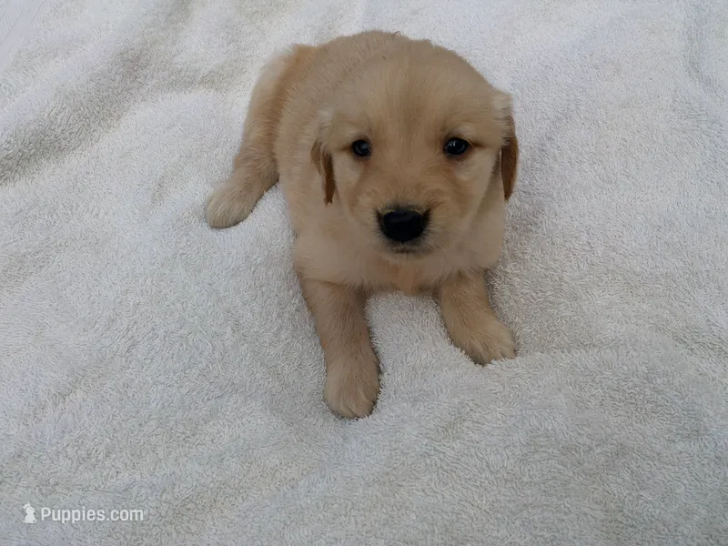 Femail#3 – Golden Retriever puppy for sale in Nappanee, IN