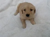 Femail#3, a female Golden Retriever for sale in Nappanee, IN – 1 of 4