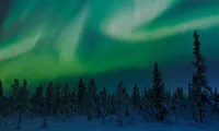 Male # 1, a male Golden Retriever for sale in Nappanee, IN – 2 of 5