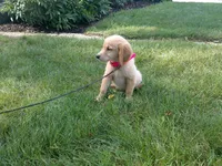 Female # 6 Micro chip #1128, a female Golden Retriever for sale in Nappanee, IN – 3 of 4