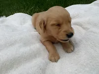 Male # 1, a male Golden Retriever for sale in Nappanee, IN – 3 of 5
