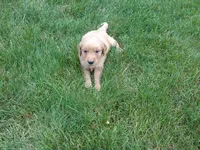 Female #1, a female Golden Retriever for sale in Nappanee, IN – 2 of 4