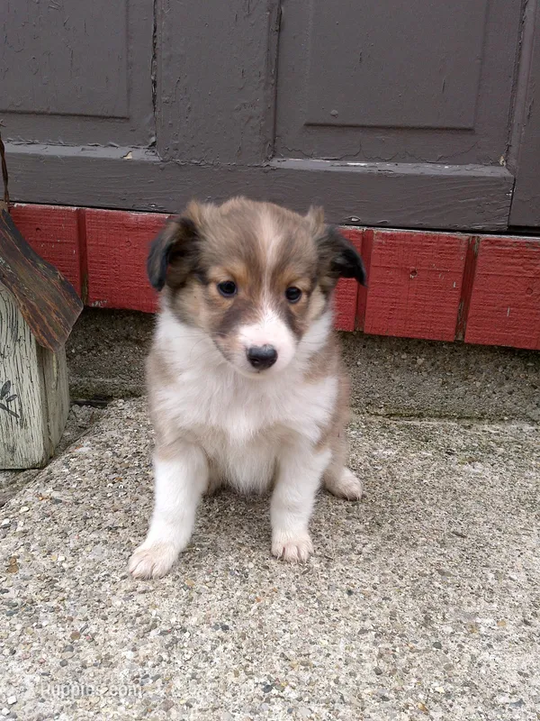 Indie – Shetland Sheepdog puppy for sale in Nappanee, IN