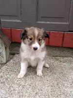 Indie, a female Shetland Sheepdog for sale in Nappanee, IN – Photo 1 of 2