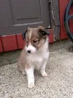 Indie, a female Shetland Sheepdog for sale in Nappanee, IN – Photo 2 of 2