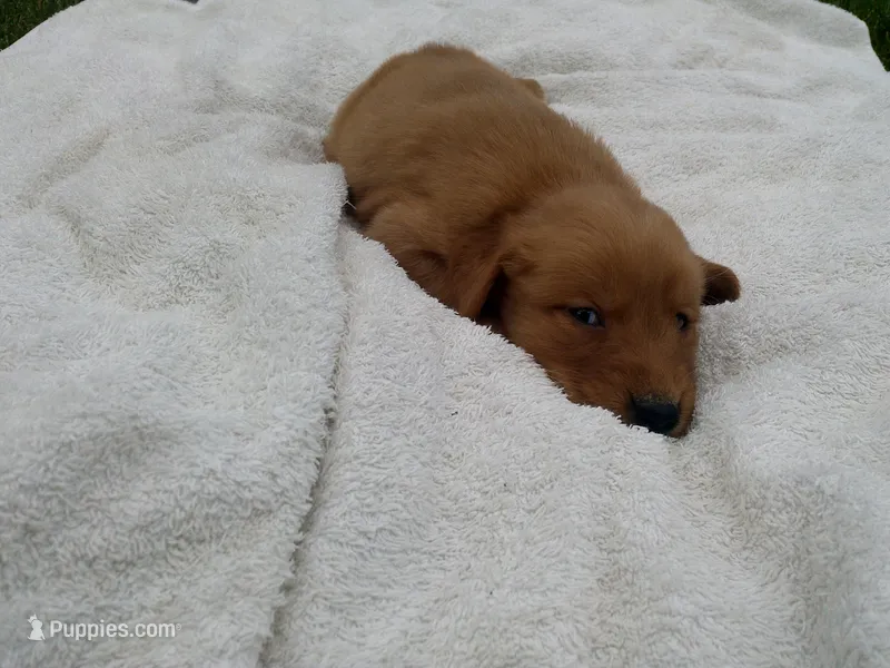 Male #2 – Golden Retriever puppy for sale in Nappanee, IN
