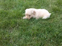 Female #5, a female Golden Retriever for sale in Nappanee, IN – 3 of 4