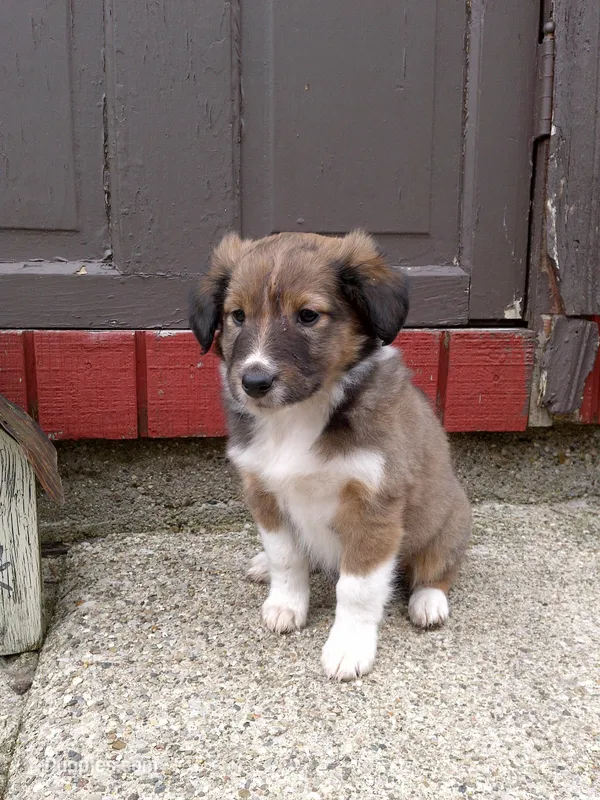 Hazel – Shetland Sheepdog puppy for sale in Nappanee, IN