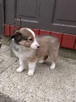 Nova, a female Shetland Sheepdog for sale in Nappanee, IN – Photo 3 of 3