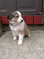 Nova, a female Shetland Sheepdog for sale in Nappanee, IN – Photo 2 of 3