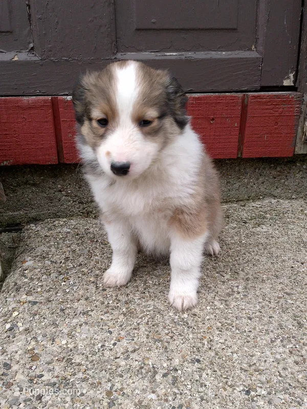 Nova – Shetland Sheepdog puppy for sale in Nappanee, IN