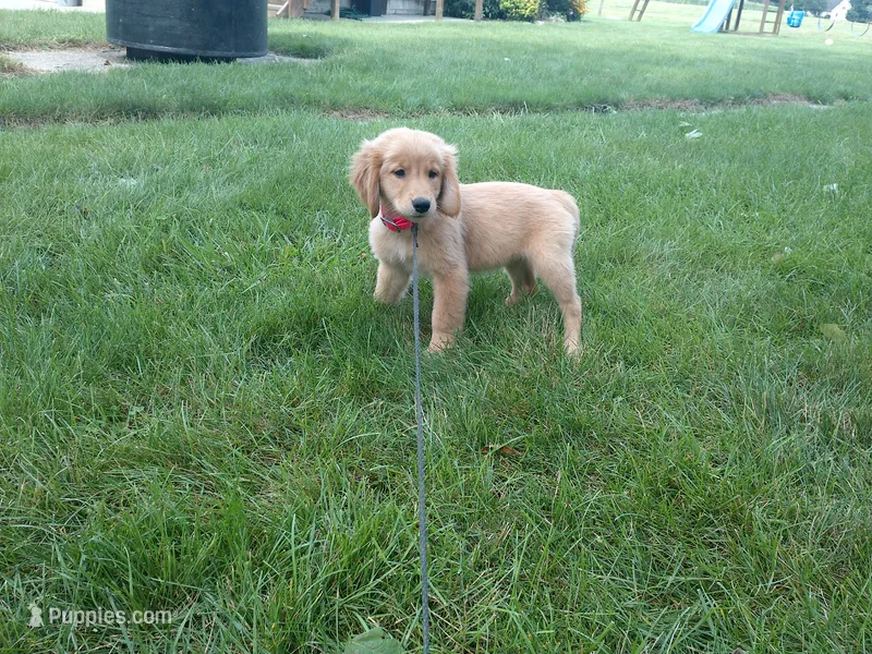 female # 7 Micro chip # 1126 – Golden Retriever puppy for sale in Nappanee, IN