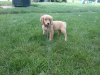 female # 7 Micro chip # 1126, a female Golden Retriever for sale in Nappanee, IN – 1 of 4