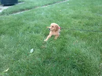 female # 8 Micro chip # 1127, a female Golden Retriever for sale in Nappanee, IN – 2 of 5
