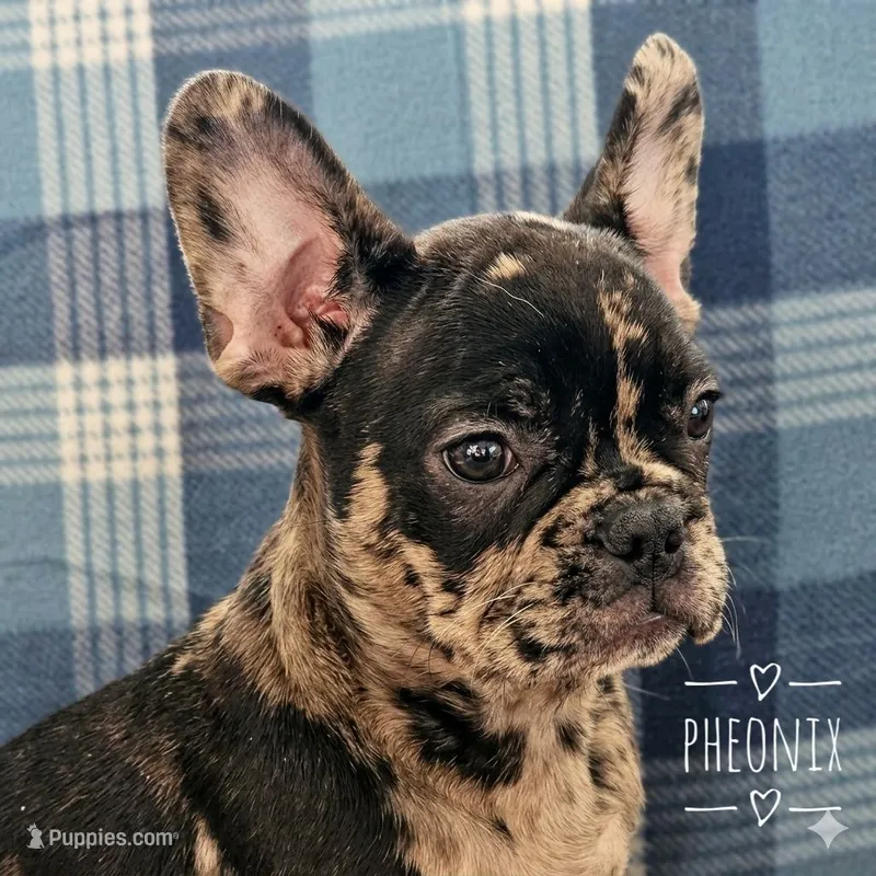 Phoenix – French Bulldog puppy for sale in Joliet, IL