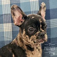 Phoenix, a male French Bulldog for sale in Joliet, IL – 1 of 3