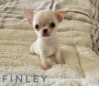 Finley, a male Chihuahua for sale in Joliet, IL – 4 of 4